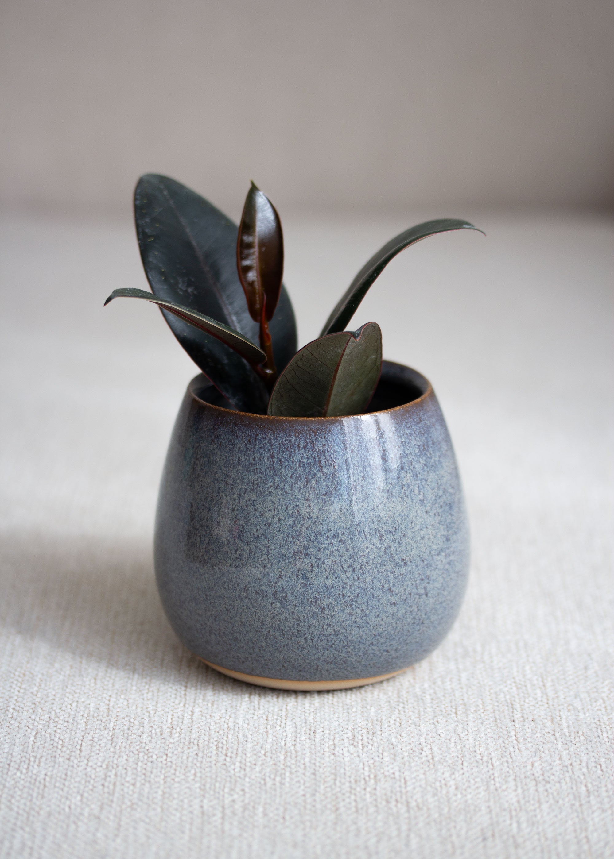 Runder, kleiner Blumentopf in Graublau mit Pflanze